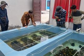 Ekonomi karbon biru dari lamun Kaltim berpotensi peroleh Rp5,78 miliar