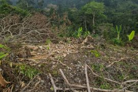 Polres Jembrana amankan dua perambah hutan yang viral tebangi pohon