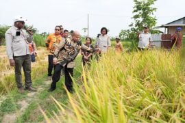 Pemprov Papua siapkan 6.500 hektare sawah baru
