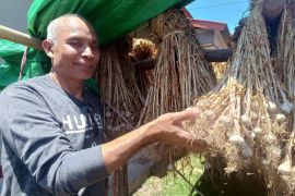BI NTB mengembangkan bawang putih berumbi besar di Sembalun
