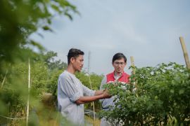 Kelompok Tani Pertamina EP Rantau panen cabai bersama wakil Bupati Aceh Tamiang