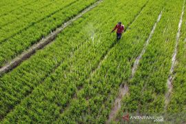 BWS tangani kekeringan 50 hektare sawah di Kendari lewat program pompanisasi