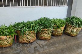 Lapas Semarang memanen puluhan kilogram kangkung di program ketahanan pangan