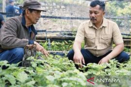 Kerinci dorong nilam menjadi tanaman unggulan melalui teknik budi daya