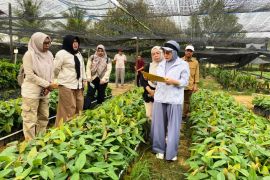 Pemda Berau segera salurkan bibit kakao bantuan Kementan