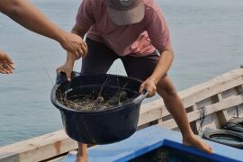 BPBL Batam perluas edukasi pembudidaya untuk dorong produksi lobster