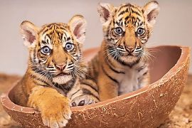 Kelahiran harimau Sumatera bukti komitmen kerja sama konservasi RI-AS