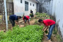 WBP Lapas Tanjungpandan panen kangkung hasil budi daya di lahan tidur