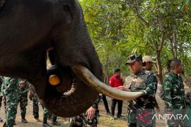 Danrem 044/Gapo pastikan kesehatan gajah di Padang Sugihan