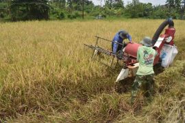 Pemkot Bogor terapkan "land banking" dukung swasembada pangan