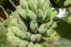 DPTPH Kaltim pacu pengendalian layu pisang demi amankan potensi ekspor