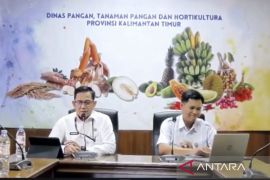 Produksi Pisang Kaltim anjlok 60 persen akibat  serangan penyakit