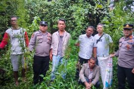 Tanam pohon ganja, seorang petani di Simalungun diamankan polisi