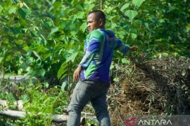Harga minyak nilam di Aceh Jaya capai Rp1,8 juta per kilogram