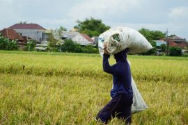 Bulog Jatim sumbang hampir 25 persen pengadaan beras nasional