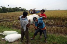 Bulog Sumut: Realisasi pengadaan beras capai 82 persen  d d atau 29.300 ton