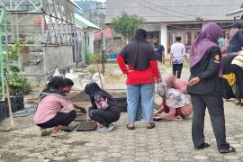Dinpanpertan Bangka semai 5.000 benih cabai perkuat ketahanan pangan