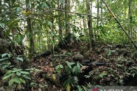 TNI neutralizes armed separatists in Southwest Papua clash