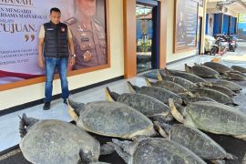 Ditpolairud Polda Bali gagalkan penyelundupan 22 ekor penyu hijau