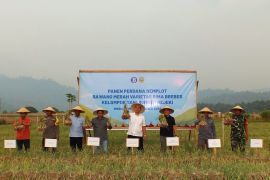 Pemkab Halmahera Timur dan BI kembangkan komoditas bawang merah tekan laju inflasi