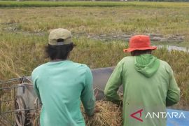 Bulog Bangka serap 1.100 ton gabah petani Desa Rias
