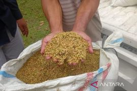 Bulog Medan serap 32.507 ton gabah kering petani perkuat stok pangan