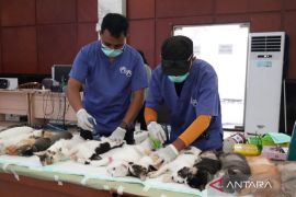 Jaktim gencarkan sterilisasi kucing liar untuk kendalikan populasi