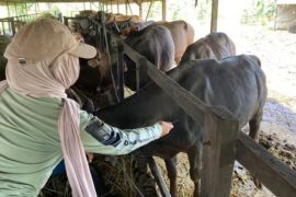 Kalsel kemarin dari produktivitas peternak hingga akses pasar