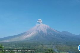 Semeru sembilan kali erupsi dengan tinggi letusan hingga 900 meter