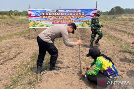 Polsek Tapin Utara tuntaskan target tanam jagung enam hektare