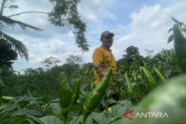 Diskatan Kuningan mendampingi petani tingkatkan produksi cabai