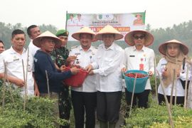 Panen perdana cabai merah di Paluta, Wabup dorong peningkatan produksi