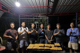 Polres Madina dan BNNK sita 13,7 Kg ganja, seorang pelaku ditangkap