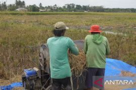 Bulog Bangka serap 4.500 ton gabah petani hingga September 2026