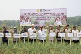 DPKP Kalsel perkuat produksi bawang merah lokal