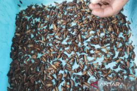 Lapas Batulicin jaga keberlanjutan budidaya Maggot