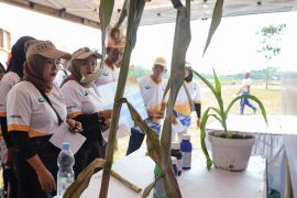 Syngenta berdayakan petani lewat teknologi jagung biotek