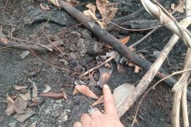 Govt probes suspected orangutan skull found in palm oil plantation
