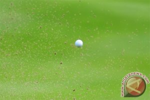 Indonesian Master siapkan "jaket hijau" bernuansa lokal