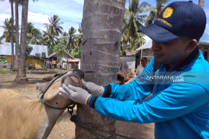 Di Desa Tabongo Timur Gubernur Gorontalo  shalat Idul Adha