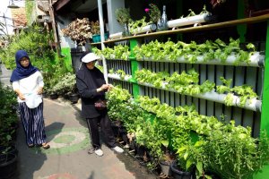 Cinta bersemi pada kehijauan