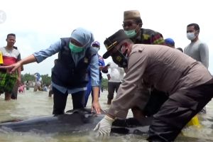 Paus terdampar di Madura, Khofifah ikut giring ke laut