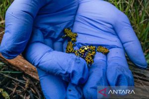 Spesies katak baru ditemukan di "Kota Kungfu" China