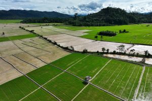 Terwujudnya swasembada pangan melalui integrasi kebijakan