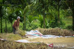 Bulog Sumbar petakan sentra padi untuk jaga kesinambungan pangan