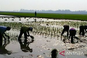 Puluhan ribu petani Purwakarta didaftarkan jadi peserta BP Jamsostek