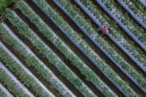 Kemarau basah momentum memahami tanah secara spasial