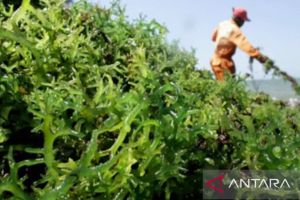 Alih fungsi lahan pesisir pengaruhi produktivitas rumput laut di NTB