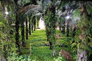 Sawit Watch apresiasi putusan MK soal masyarakat berkebun di hutan