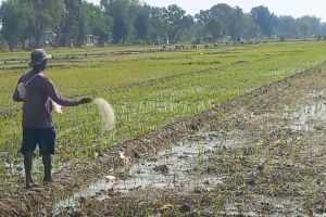Kabupaten Ngawi dapat tambahan pupuk bersubsidi 12.368 ton